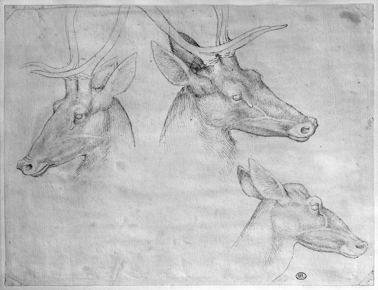 To hjortehoveder, et hjortehoved, fra The Vallardi Album af Antonio Pisanello