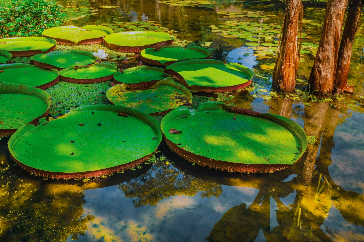 Victoria Amazonica, 2024 (digitalt fotografi) af Antonio Schubert