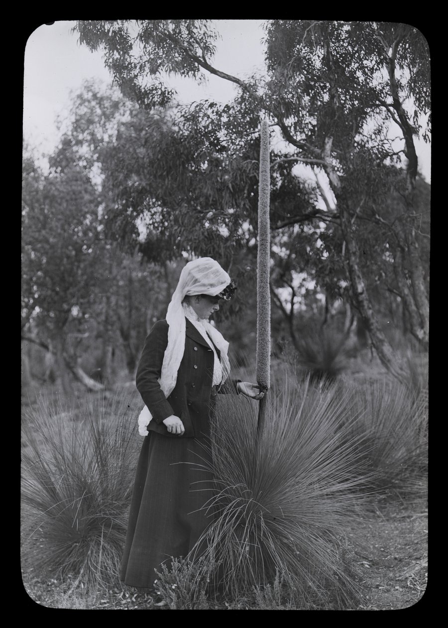 Amy og Xanthorrhoea af Archibald James Campbell