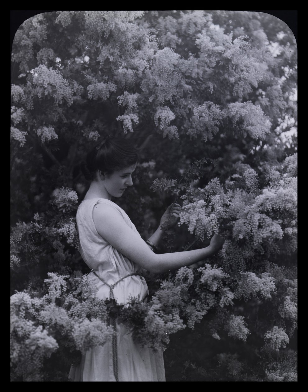 Cootamundra Wattle af Archibald James Campbell
