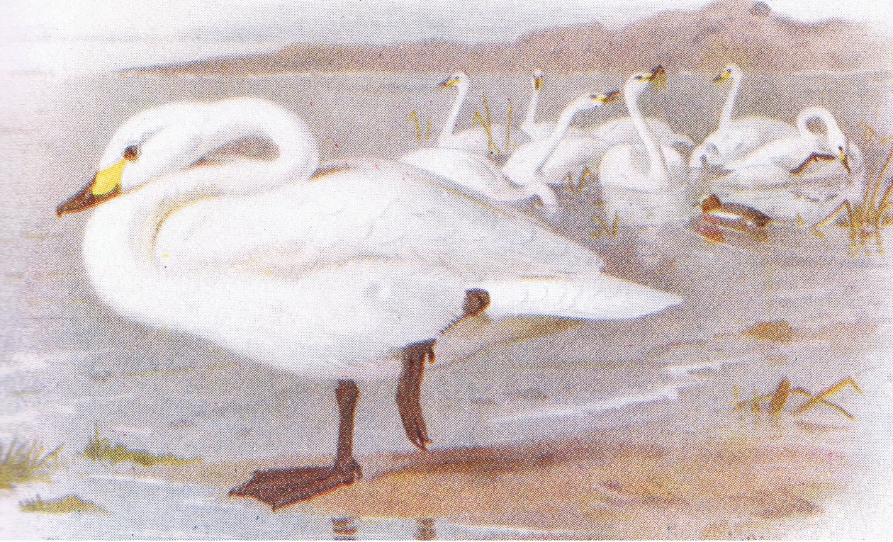 Bewicks svane af Archibald Thorburn