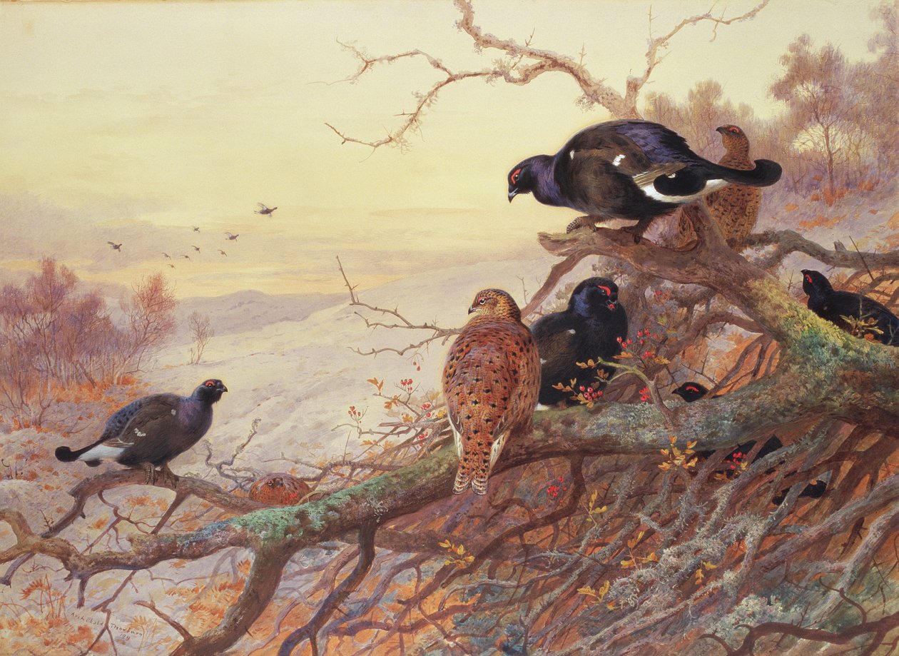 Blackgame om vinteren af Archibald Thorburn