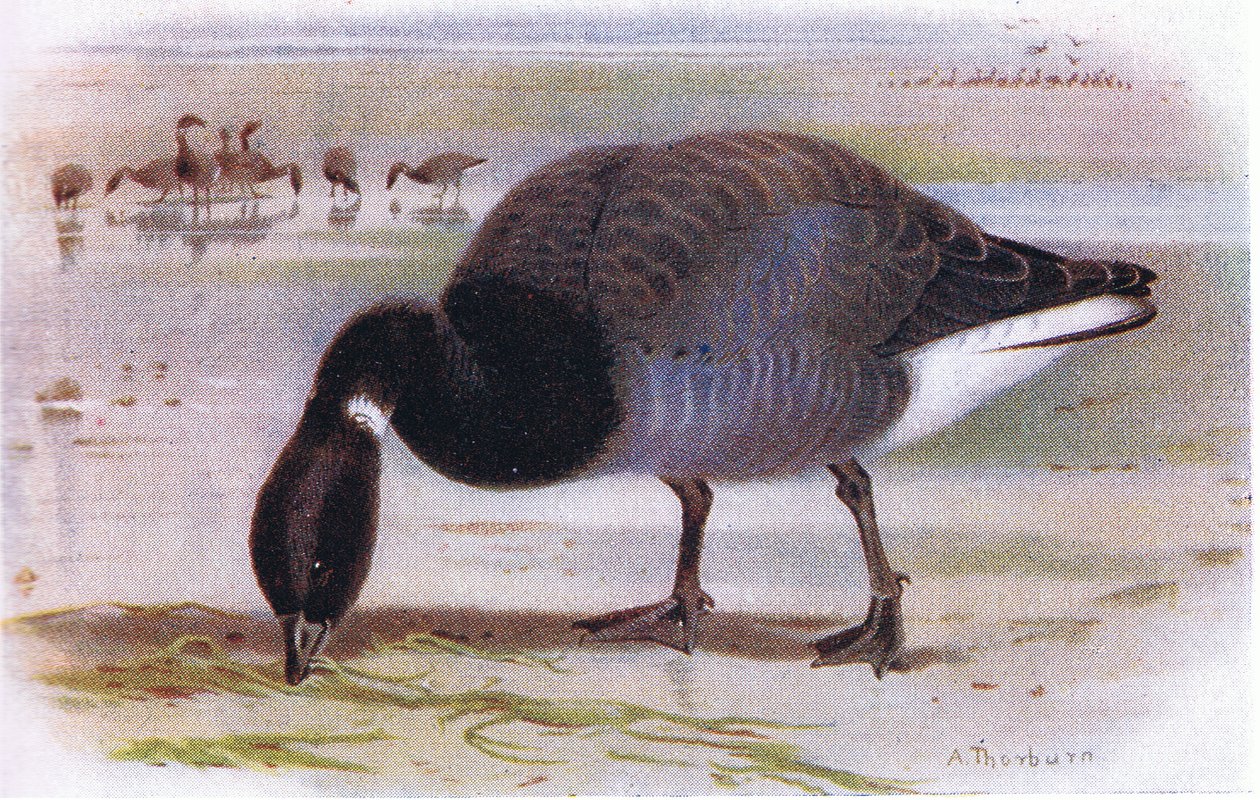 Brent Goose af Archibald Thorburn