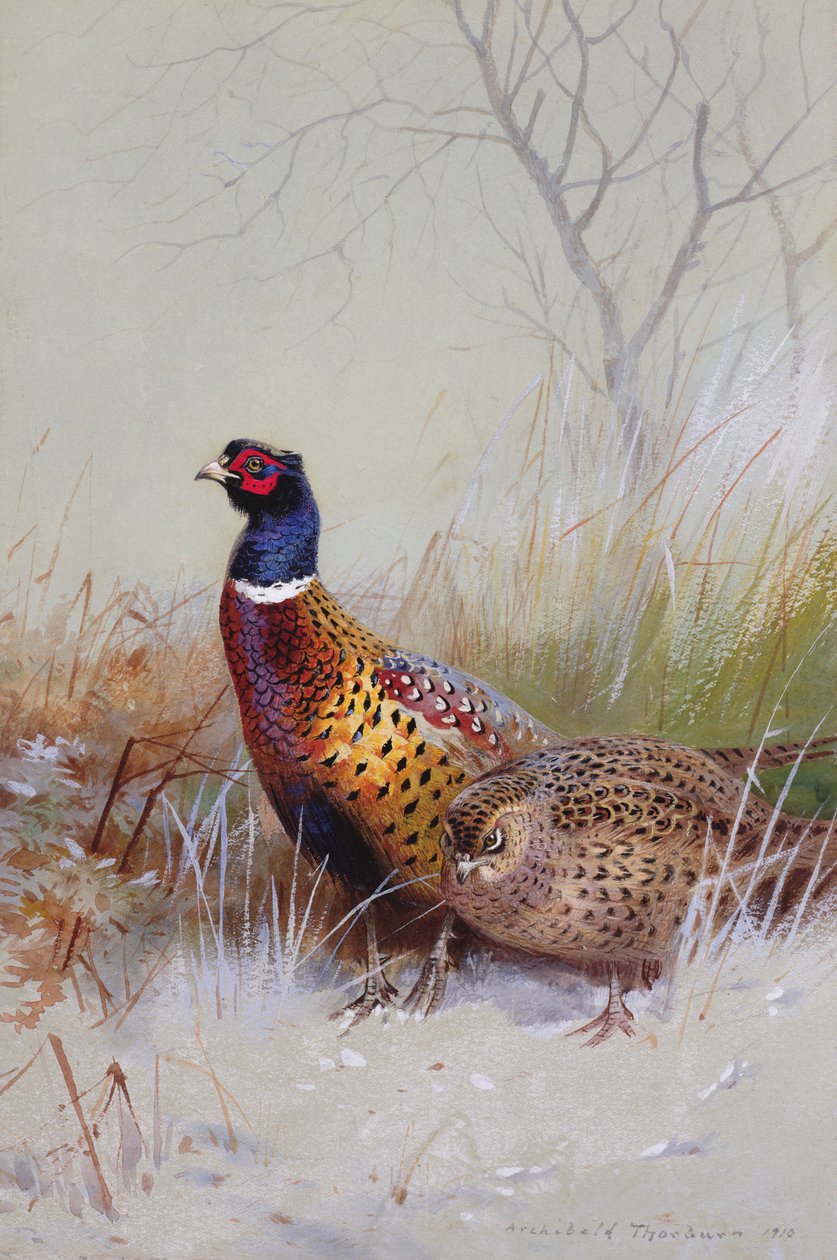 Kinesiske ringhalsede fasaner i sneen, 1910 (wc und gouache på papir) af Archibald Thorburn