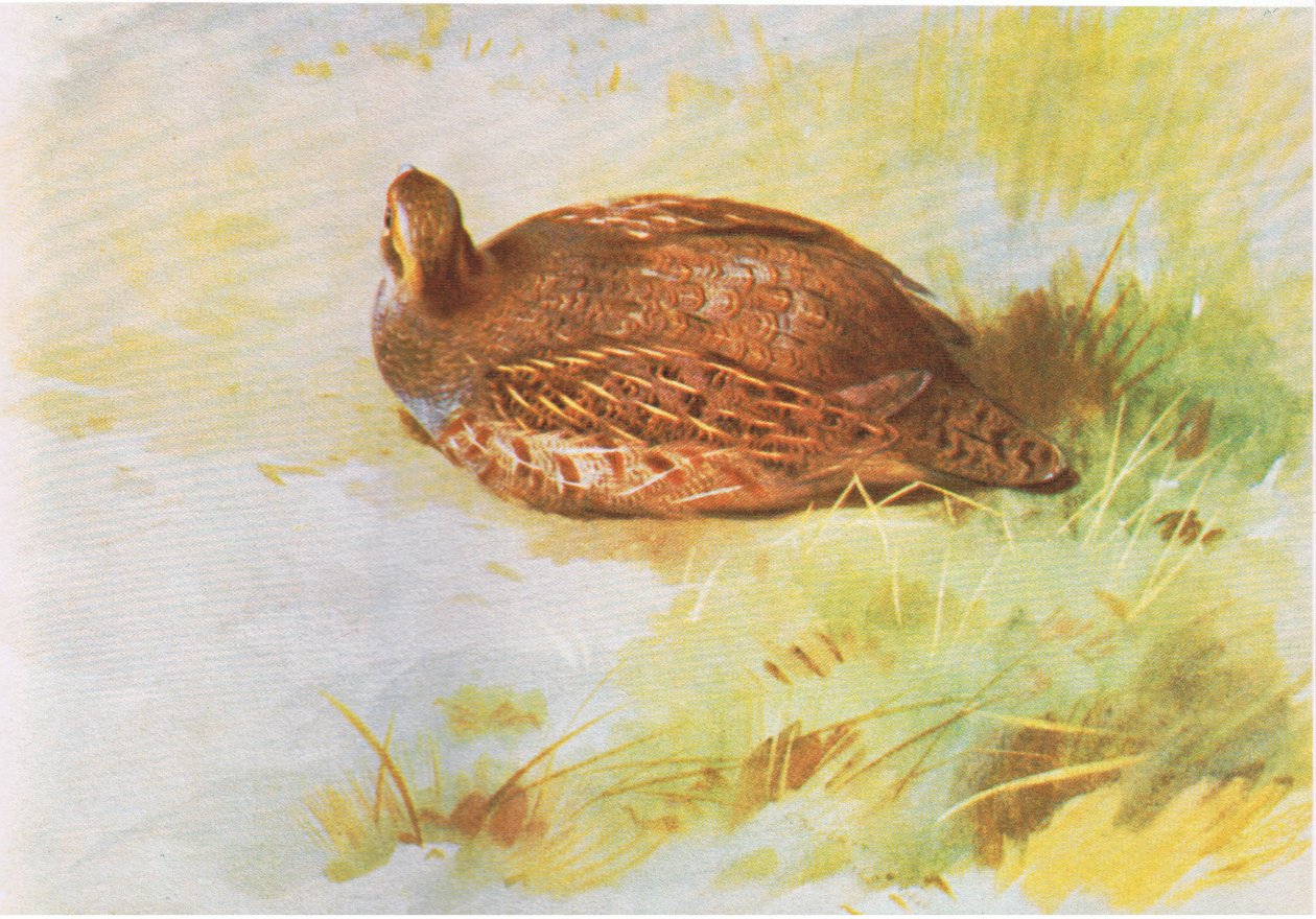 Almindelig Agerhøne, pub. af Book Club Associates, 1972 af Archibald Thorburn
