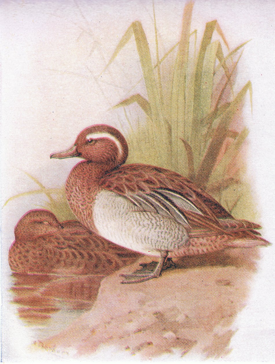 Garganey af Archibald Thorburn