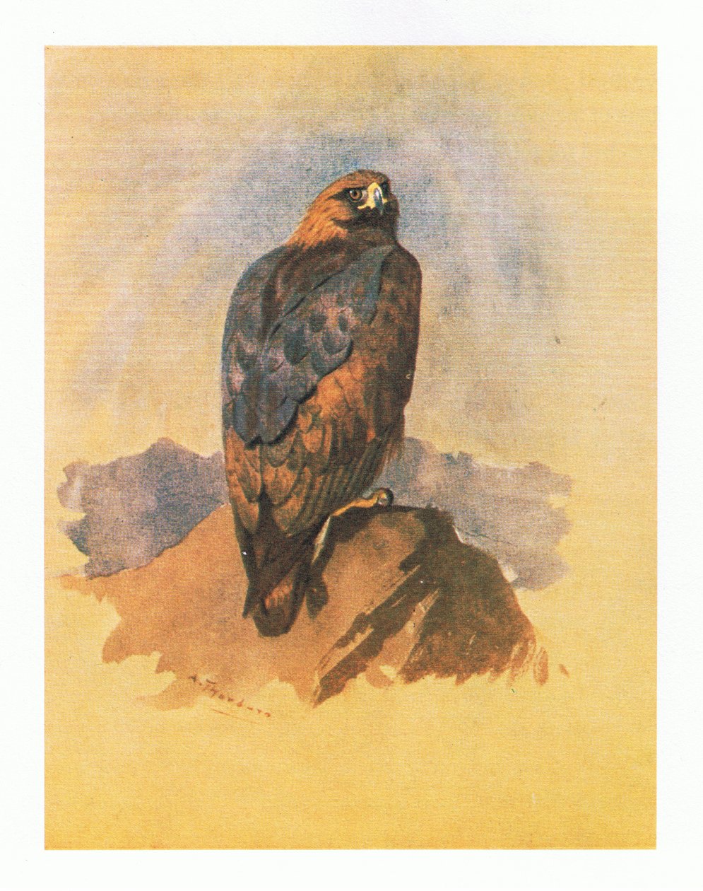 Golden Eagle studier, pub. af Book Club Associates, 1972 af Archibald Thorburn
