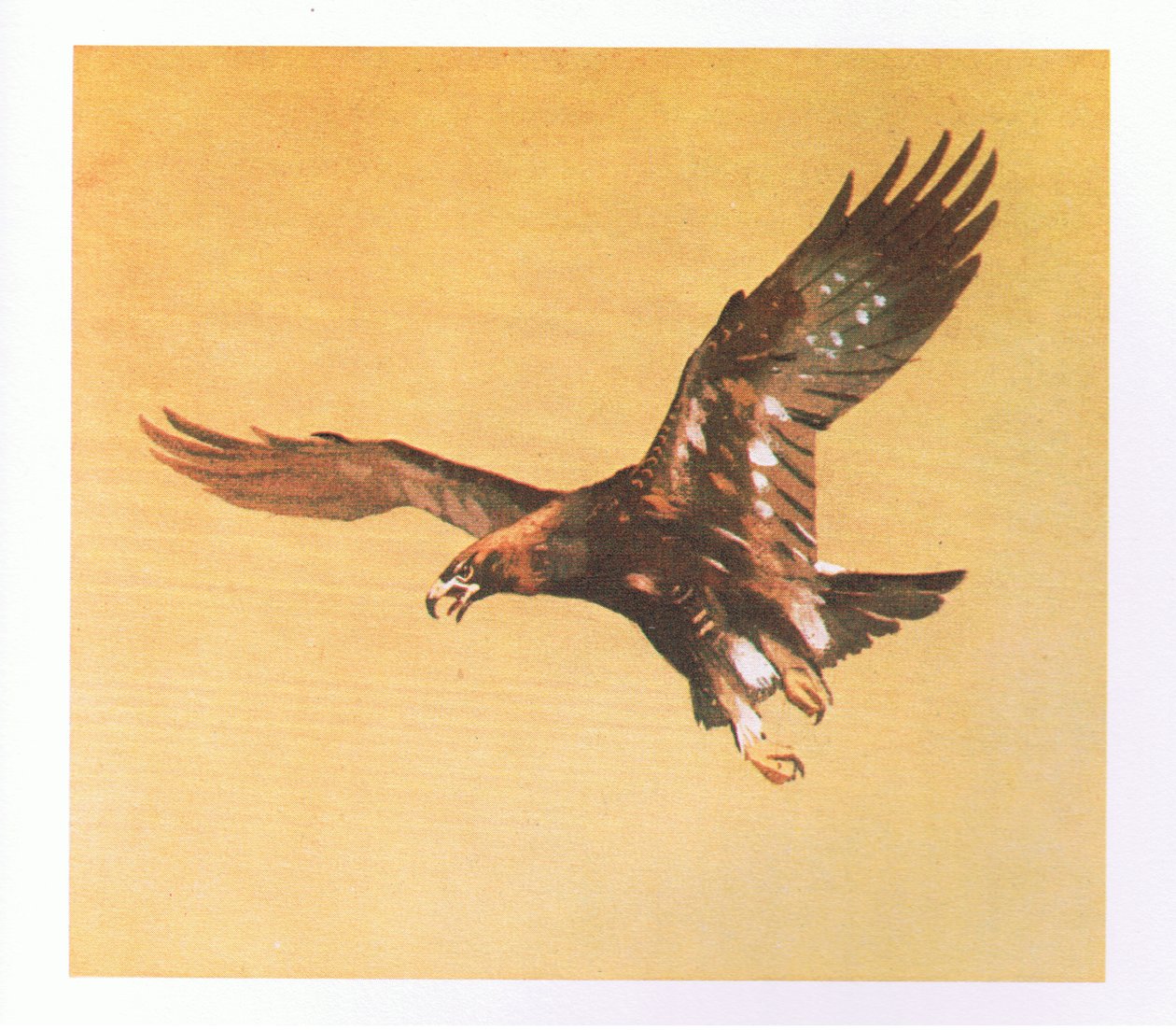 Golden Eagle studier, pub. af Book Club Associates, 1972 af Archibald Thorburn
