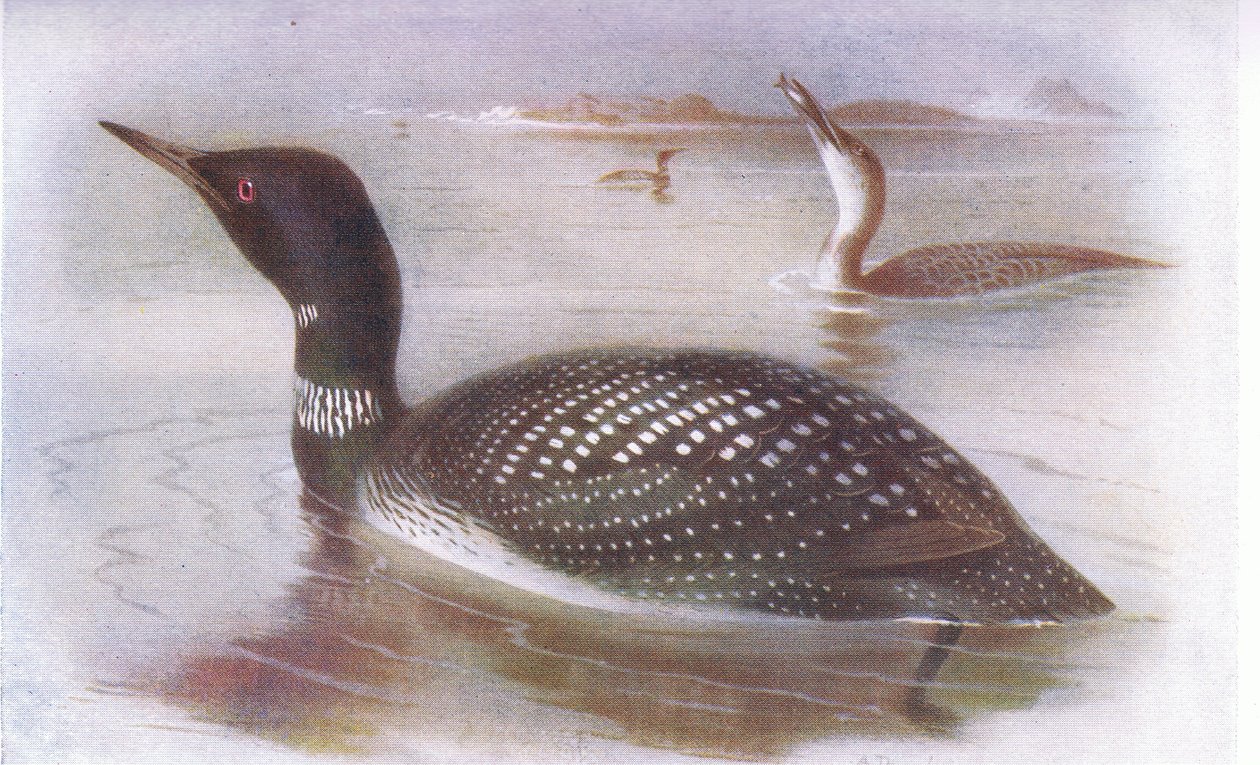 Great Northern Diver af Archibald Thorburn