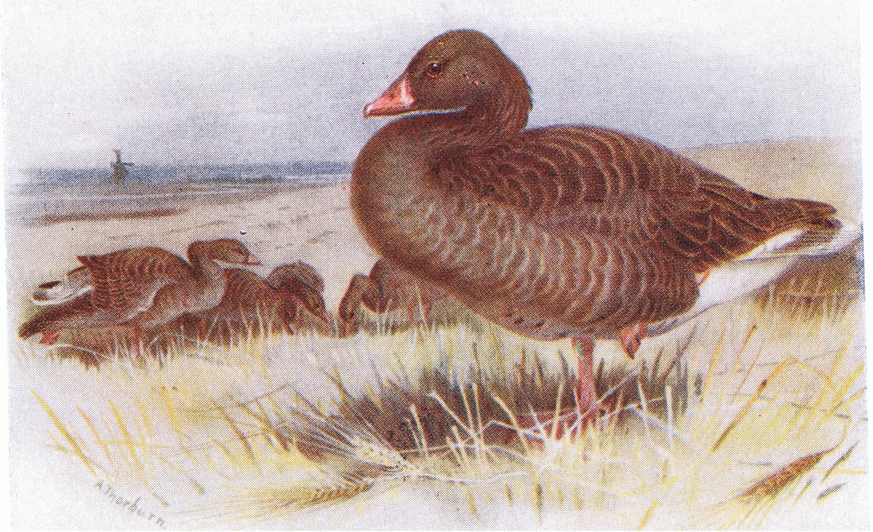 Grey Lag Goose af Archibald Thorburn