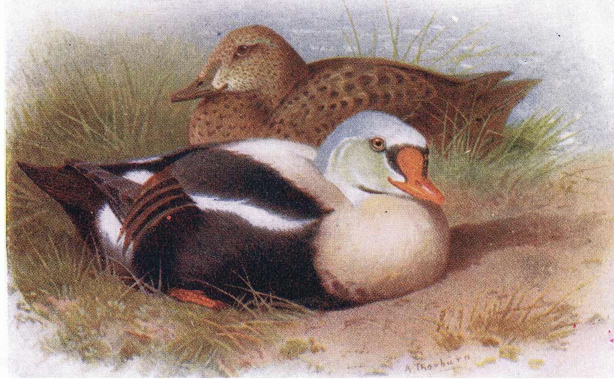 Kong Edderfugl af Archibald Thorburn