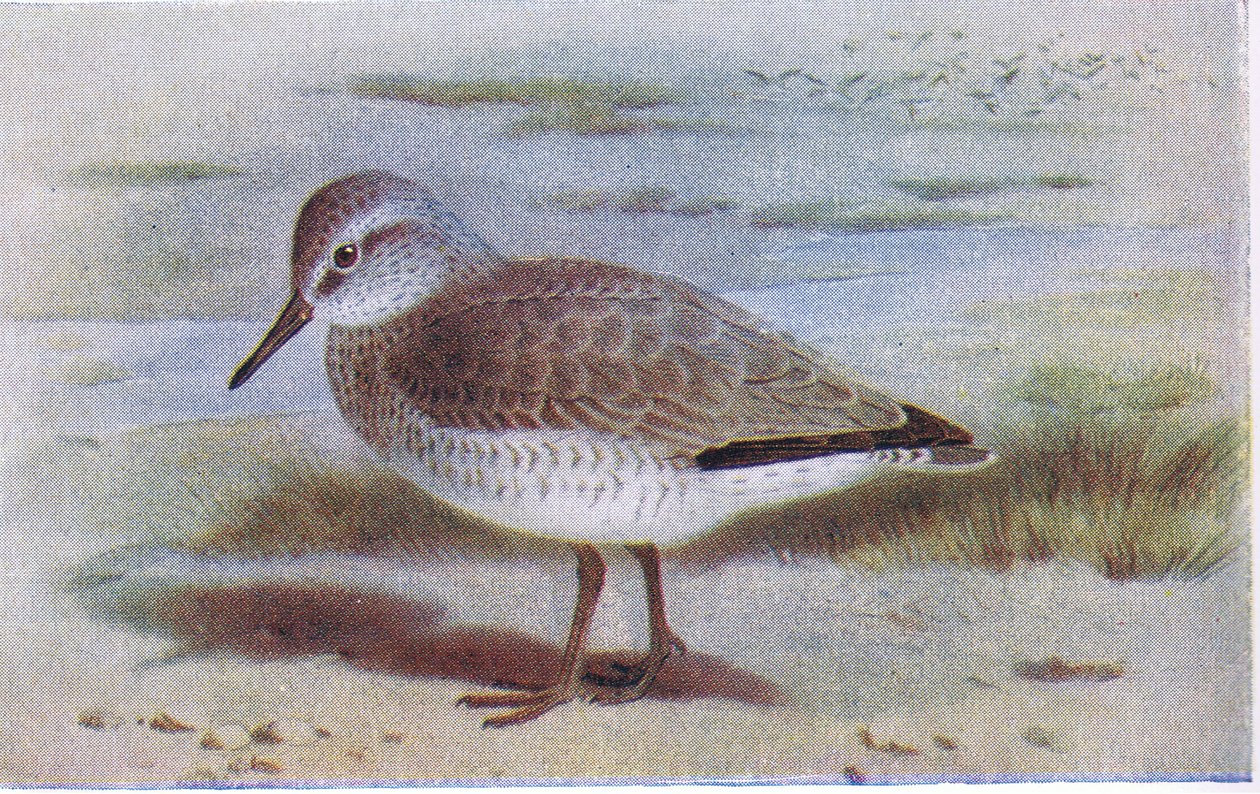 Knot, fra Birds of the British Isles and Their Eggs udgivet af Frederick Warne & Co Ltd, 1958 af Archibald Thorburn
