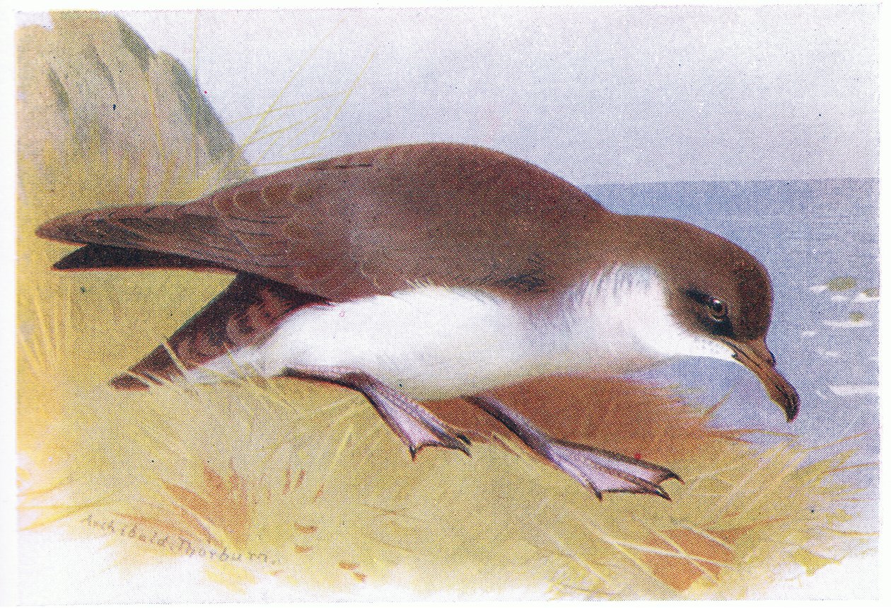 Manx Shearwater af Archibald Thorburn