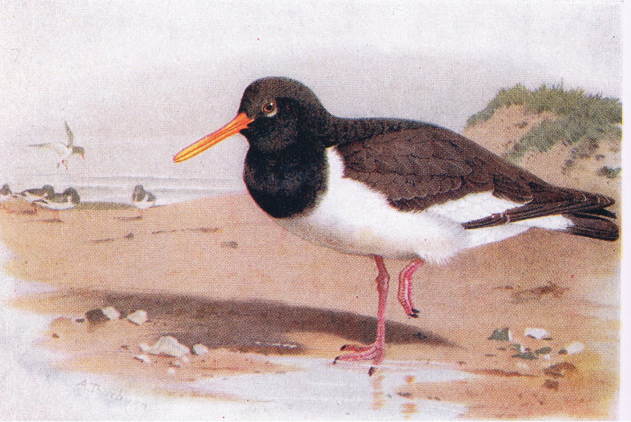 Oyster Catcher, fra Birds of the British Isles and Their Eggs udgivet af Frederick Warne & Co Ltd, 1958 af Archibald Thorburn