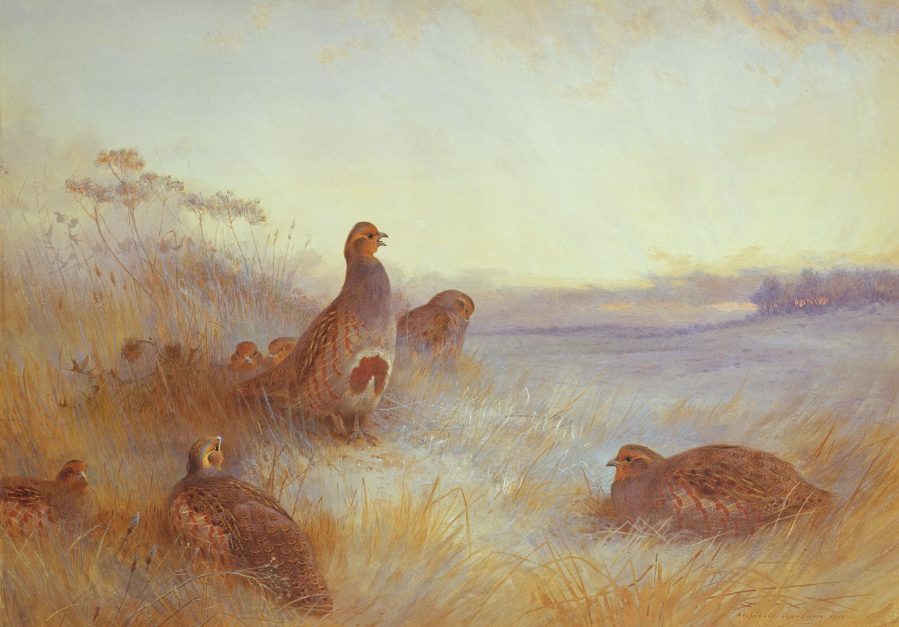 Agerhøns tidligt om morgenen, 1910 af Archibald Thorburn