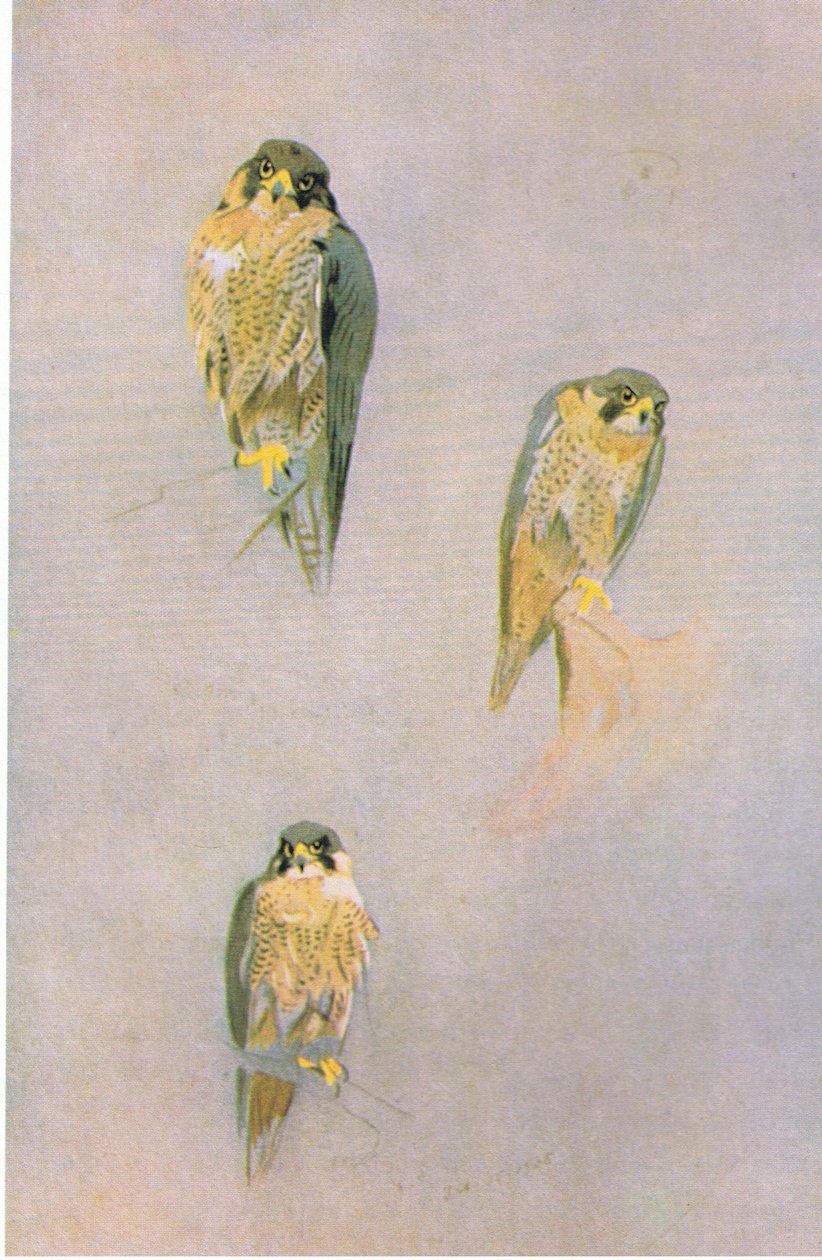 Peregrine Falcon Studies, pub. af Book Club Associates, 1972 af Archibald Thorburn