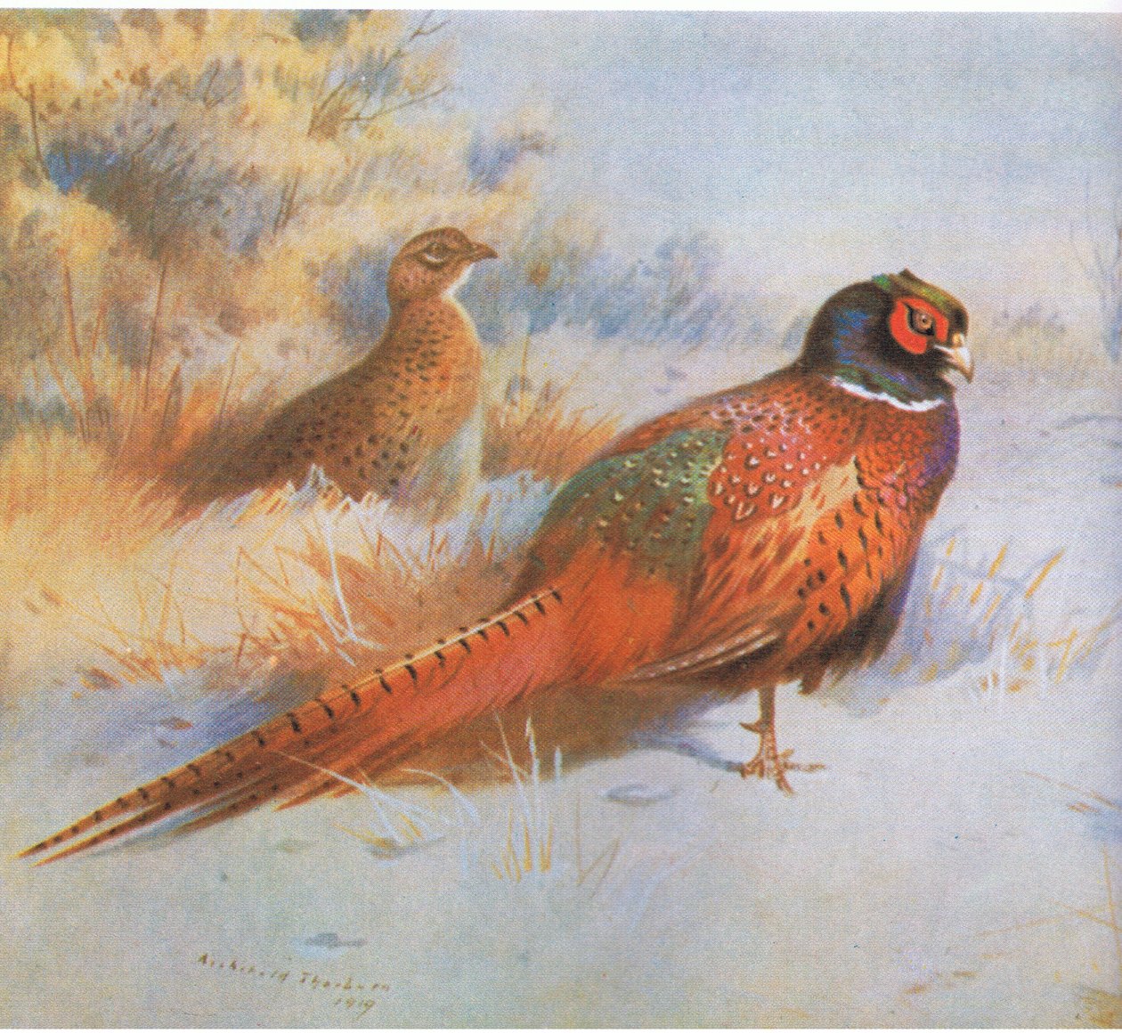 Fasan, pub. af Book Club Associates, 1972 af Archibald Thorburn