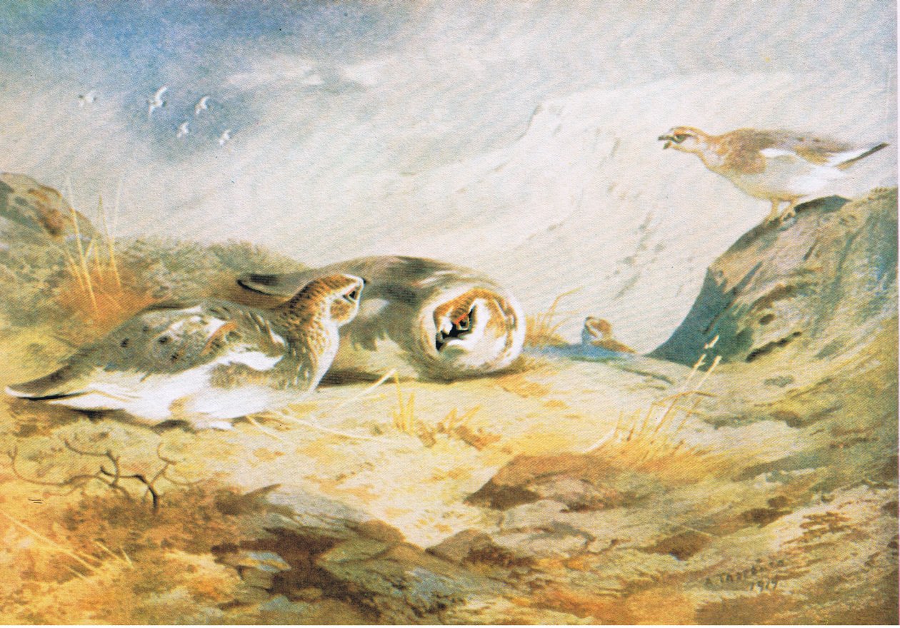 Rype, pub. af Book Club Associates, 1972 af Archibald Thorburn