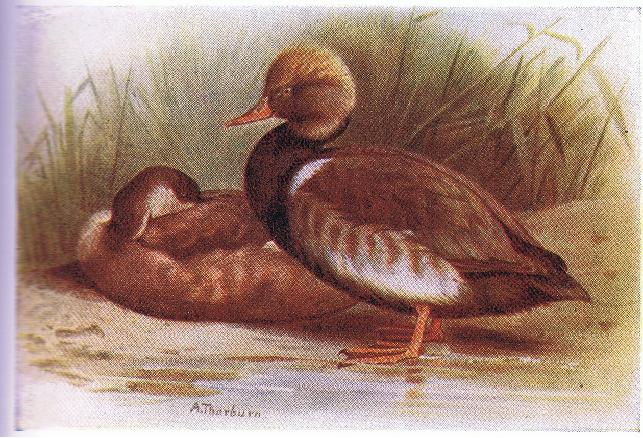 Rød Crested Pochard af Archibald Thorburn