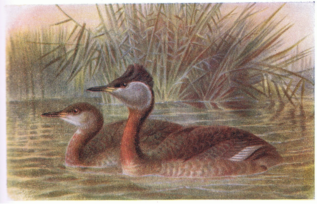 Rødhalset lappedykker af Archibald Thorburn