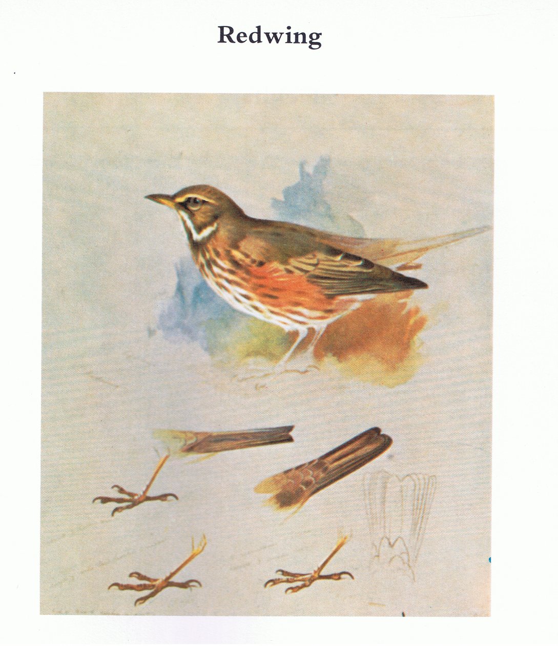 Redwing, pub. af Book Club Associates, 1972 af Archibald Thorburn