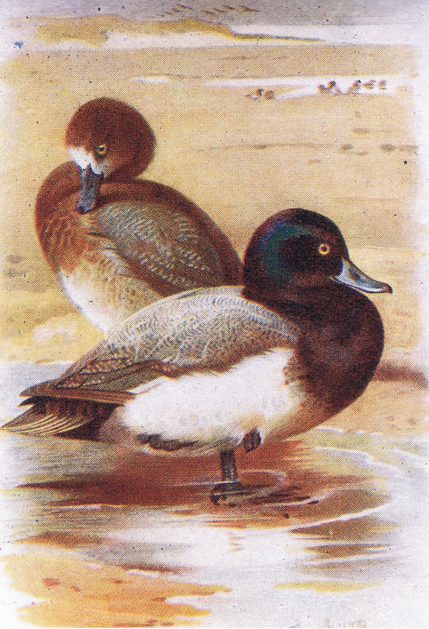 Scaup af Archibald Thorburn