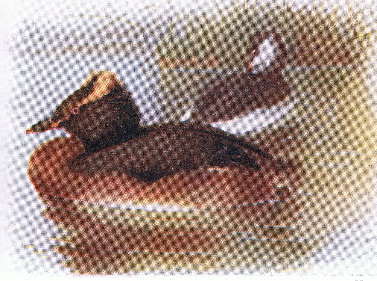 Slavion grebe af Archibald Thorburn