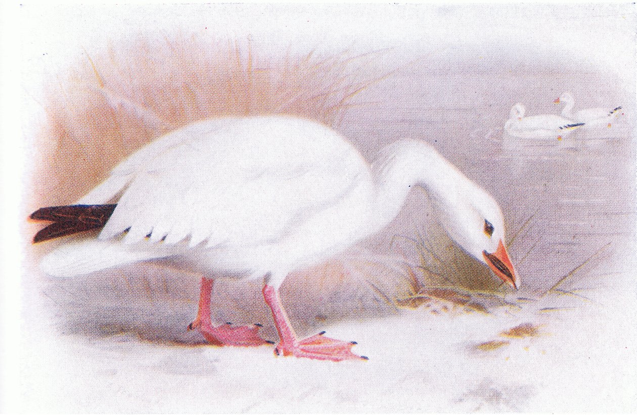 Snegås af Archibald Thorburn
