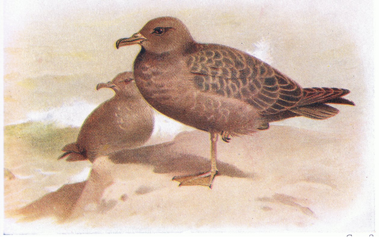 Rødlig sumphejre af Archibald Thorburn