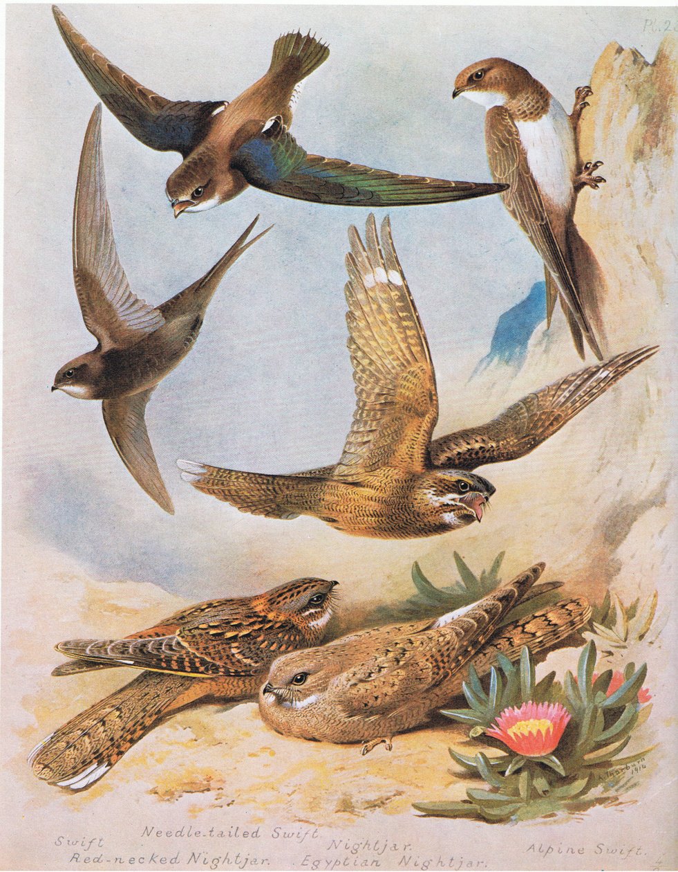 Swift, Needle tail Swift, rødhalset Nightjar, Nightjar, Egyptian Nightjar, Alpine Swift, pub. af Book Club Associates, 1972 af Archibald Thorburn