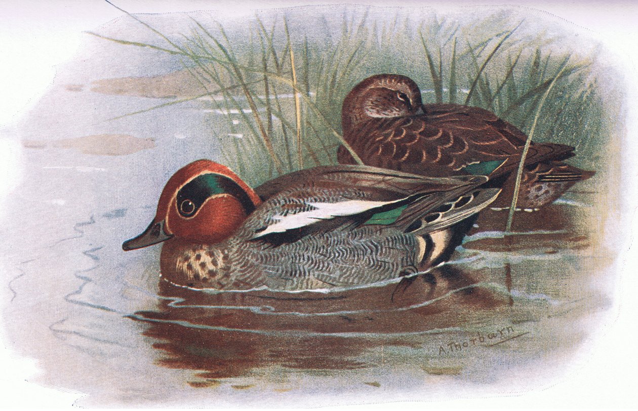 Teal, fra British Birds udgivet af Longmans, 1932 af Archibald Thorburn