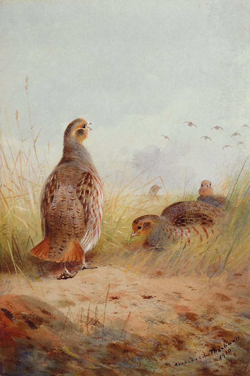 Three English Partidges, 1910 (wc und gouache på papir) af Archibald Thorburn