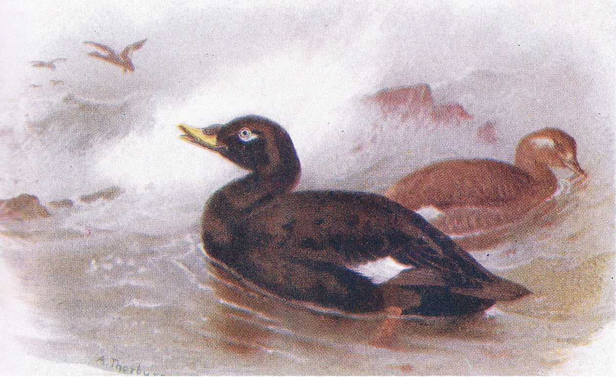Velvet Scoter af Archibald Thorburn