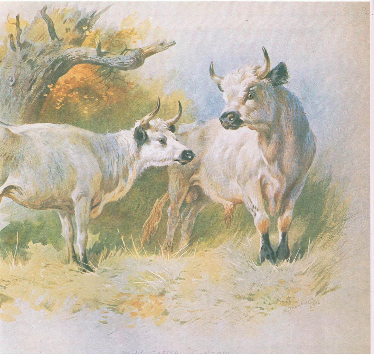 Vildkvæg, værtshus. af Book Club Associates, 1972 af Archibald Thorburn