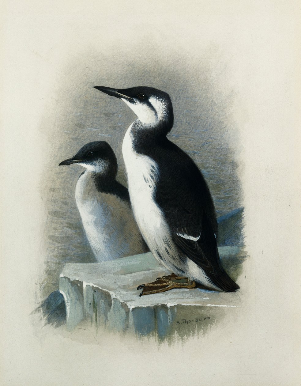 En Brunnichs lomvie af Archibald Thorburn