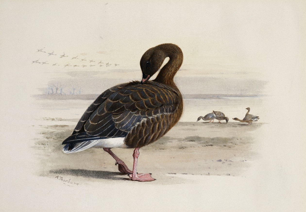 En Pink-Footed Gås af Archibald Thorburn