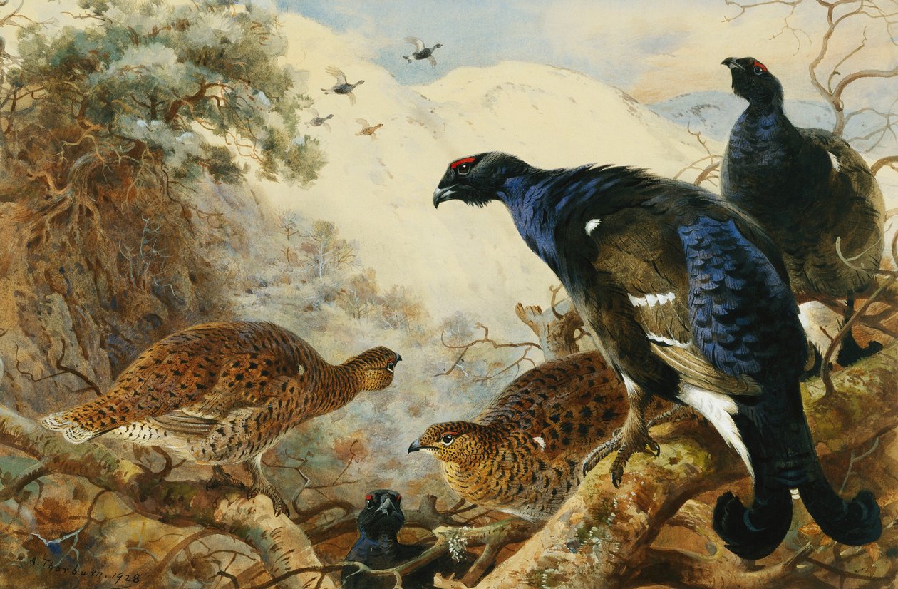Blackgame af Archibald Thorburn