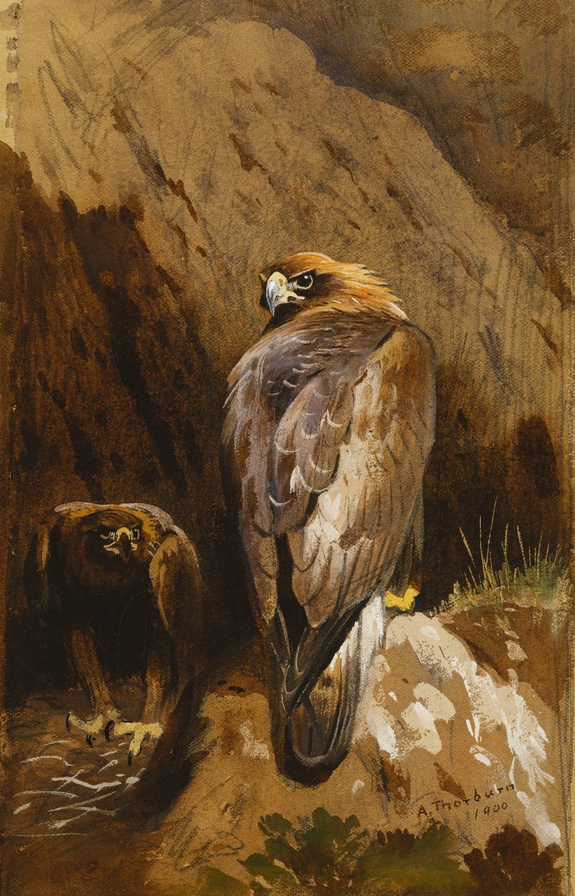 Golden Eagles på deres Eyrie af Archibald Thorburn
