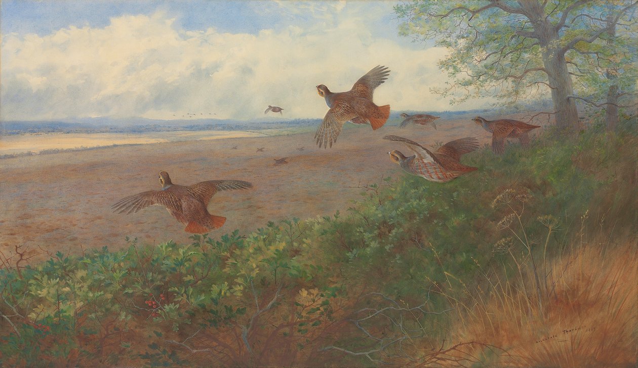 Agerhøns i flugt af Archibald Thorburn