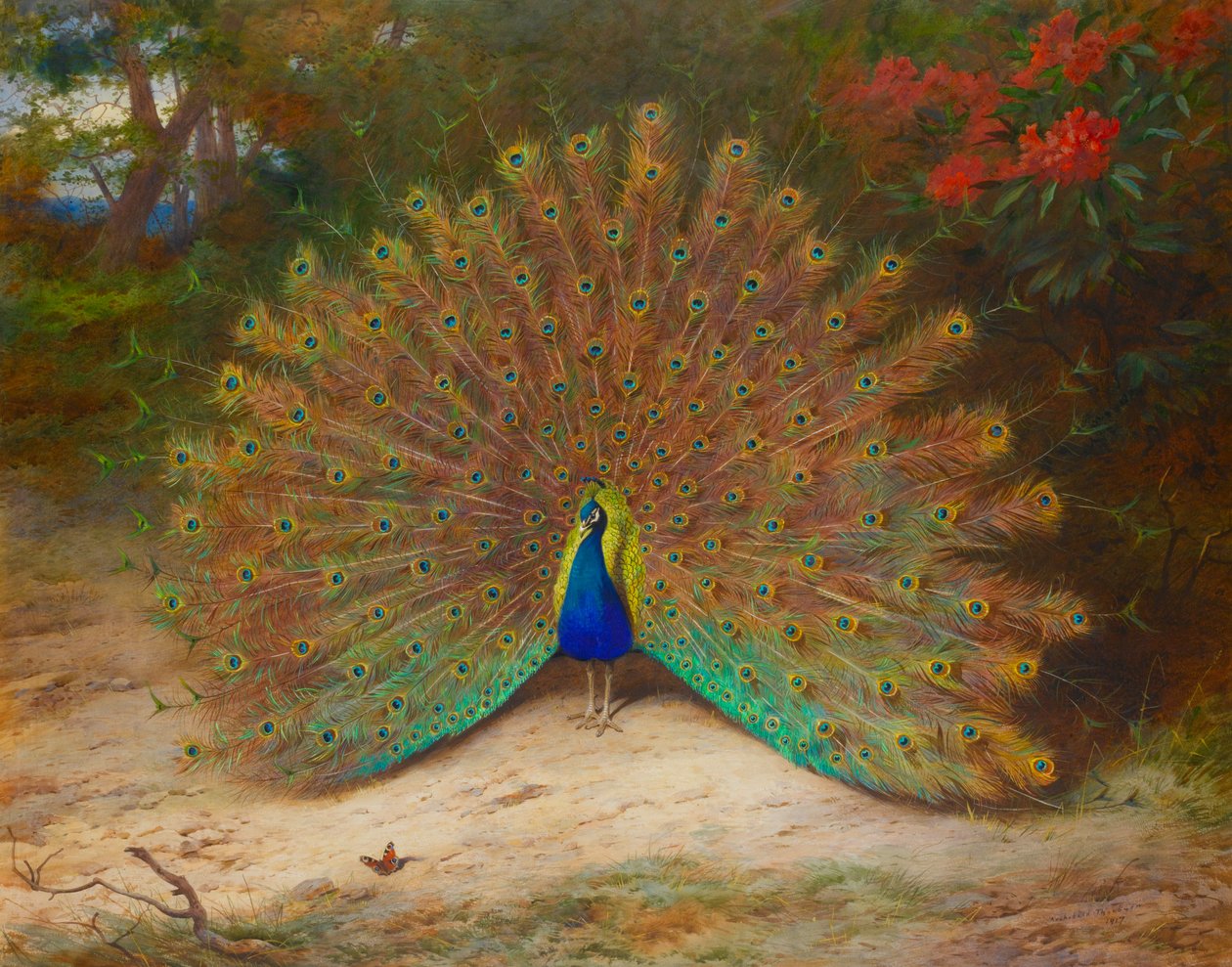 Påfugl og påfuglesommerfugl af Archibald Thorburn