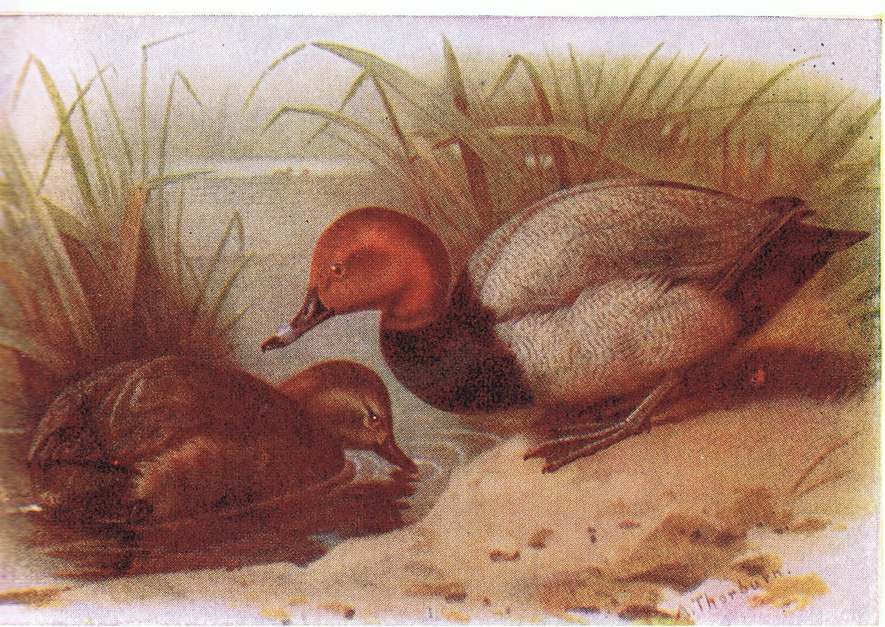 Pochard af Archibald Thorburn