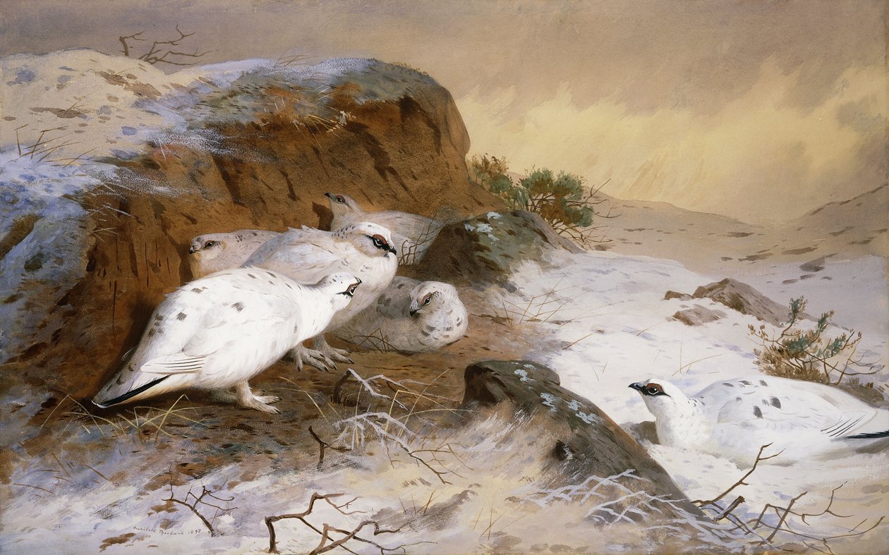 Rype i sneen af Archibald Thorburn