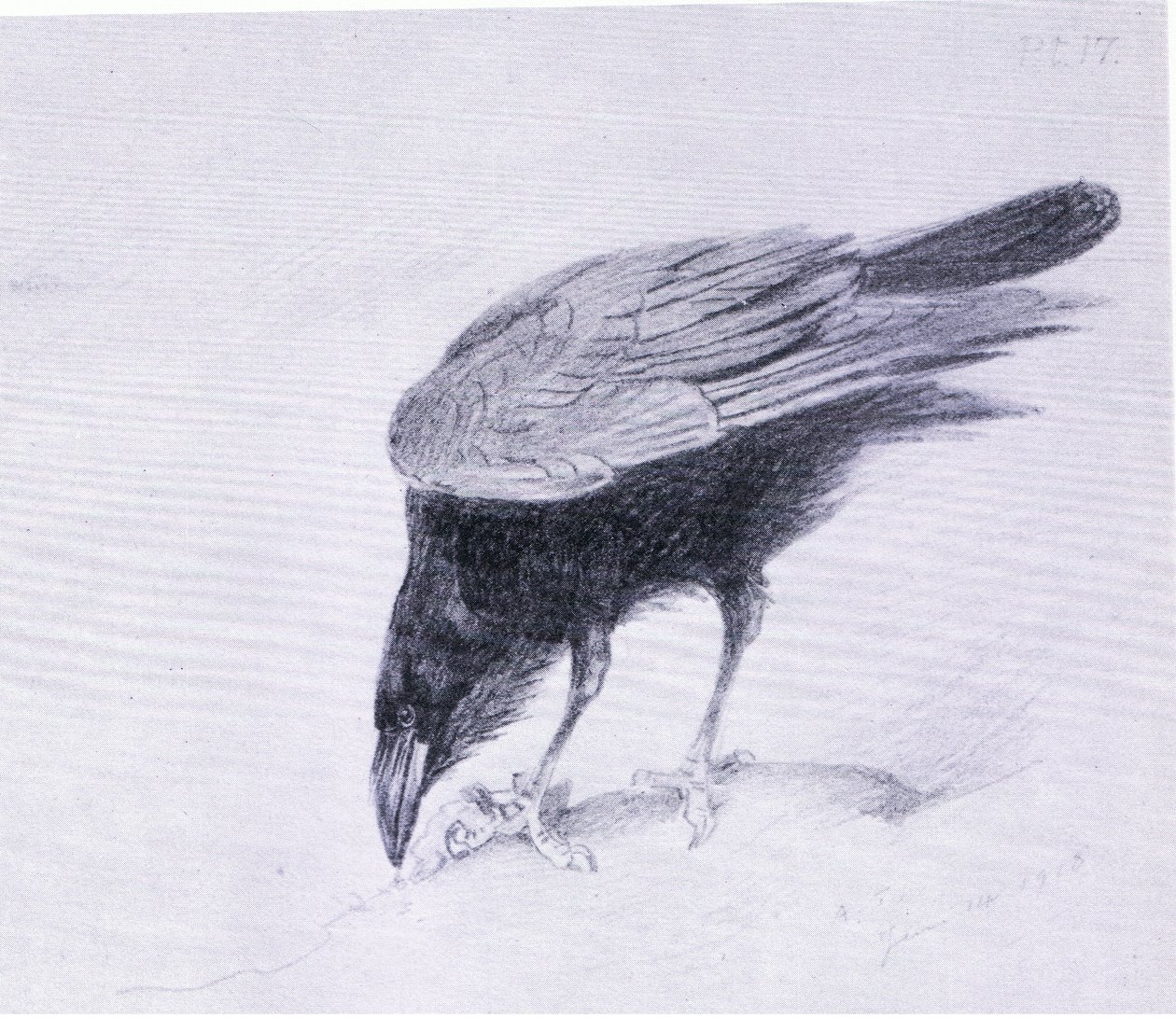 Raven, pub. af Book Club Associates af Archibald Thorburn