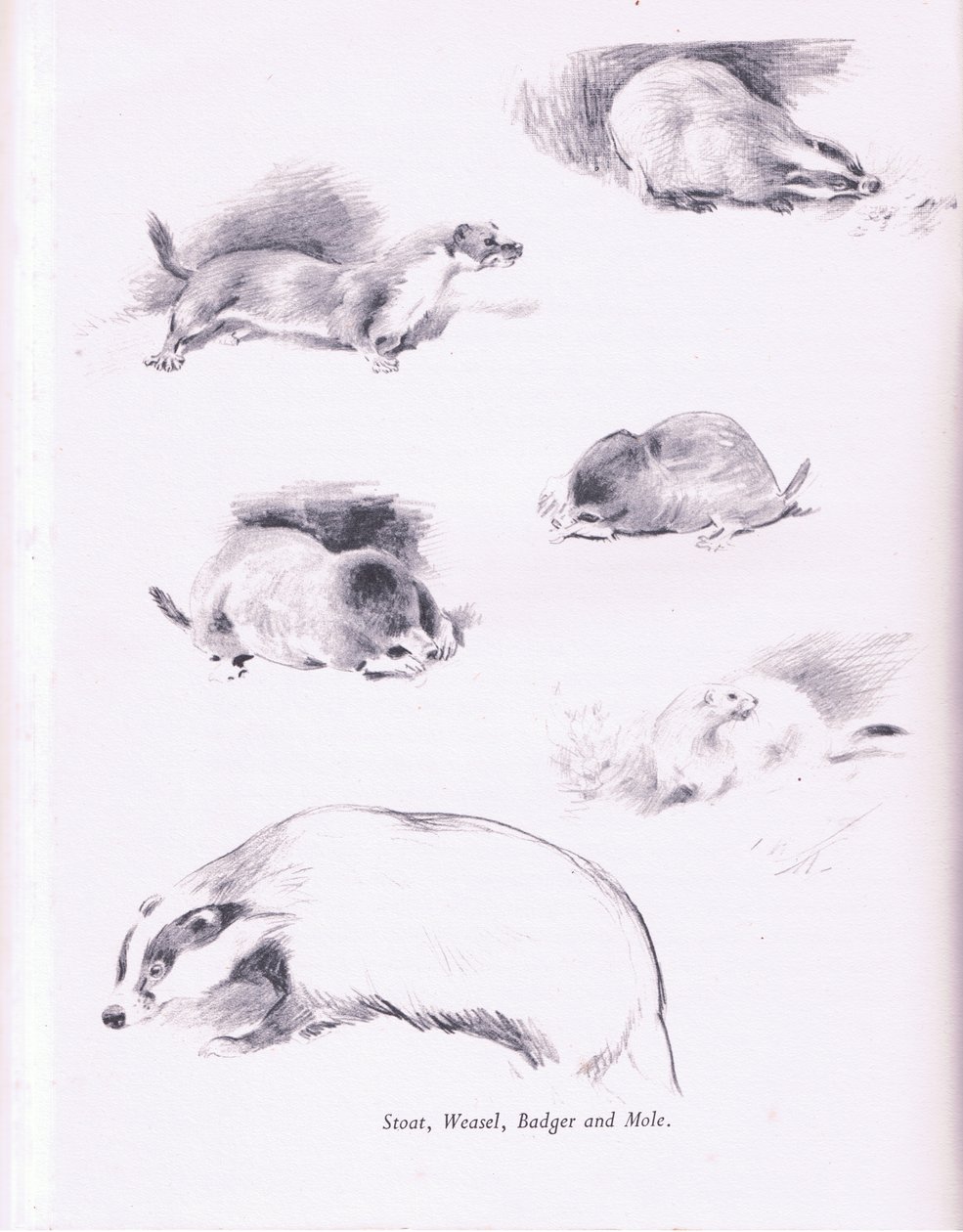 Stoat, Væsel, Grævling og Muldvarp, 1938 af Archibald Thorburn