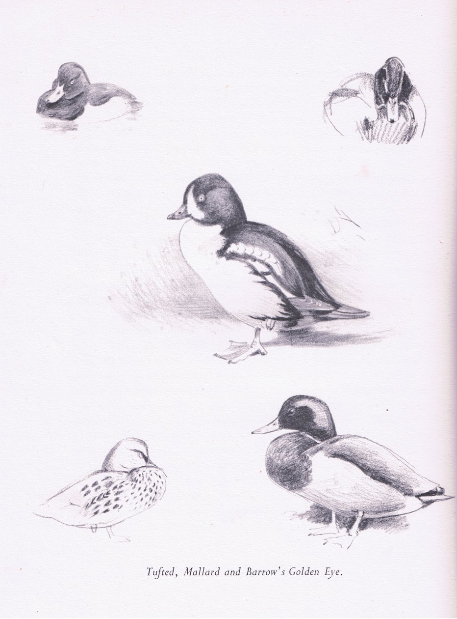 Ærdeand, gråand, gråand, spætmejse, 1938 af Archibald Thorburn