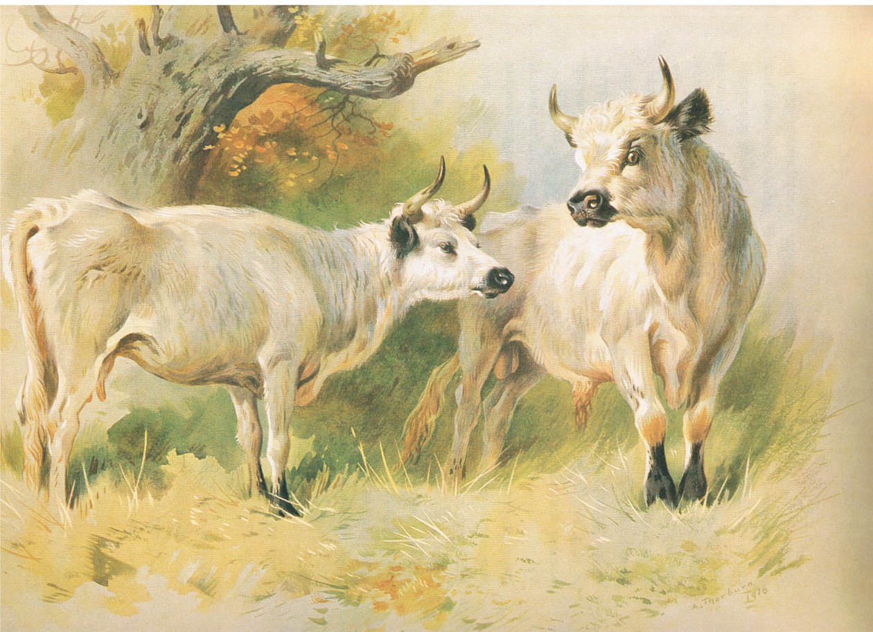 Vilde Kvæg af Archibald Thorburn