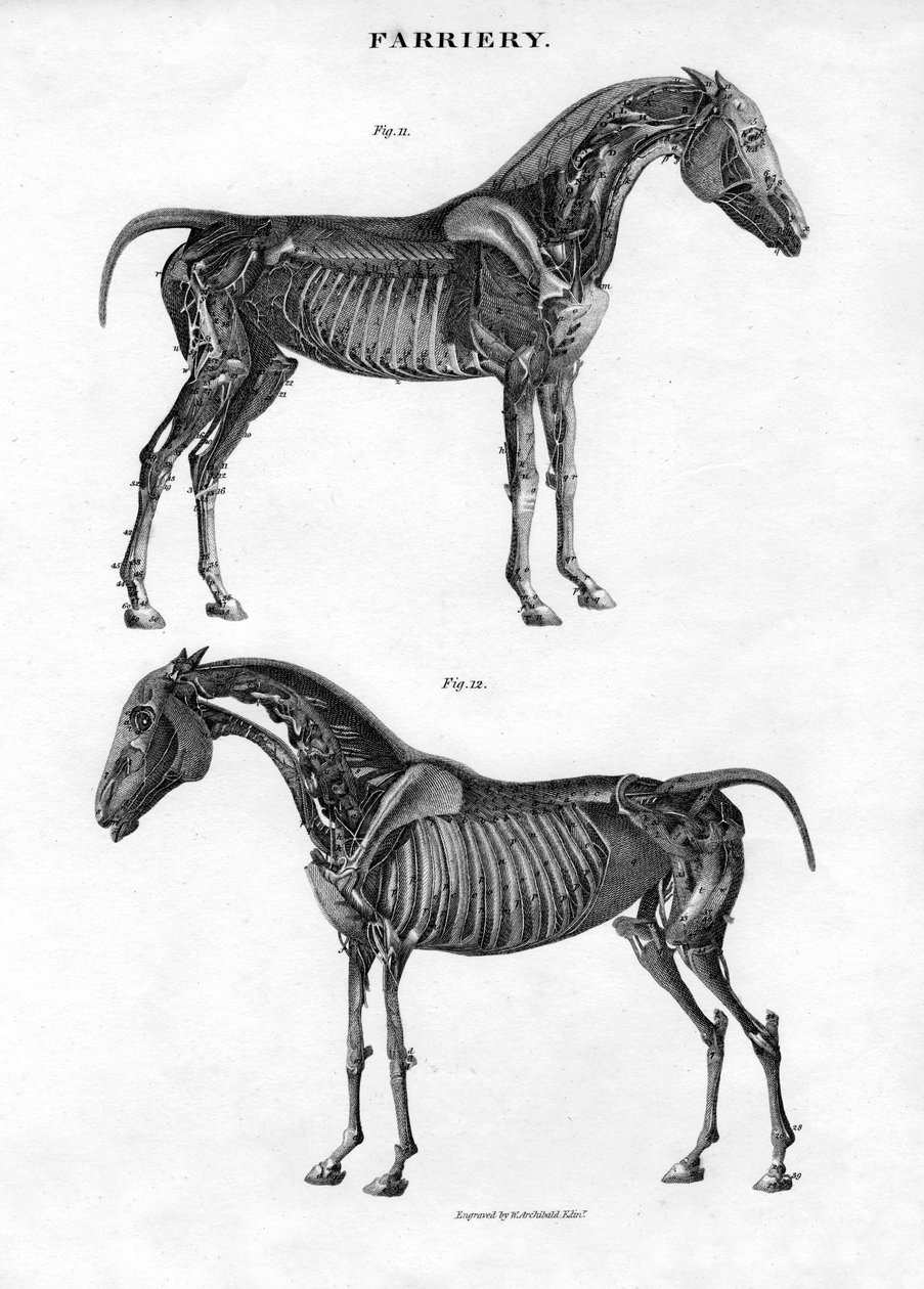 Anatomi af en hest, 1800-tallet. af Archibald Webb