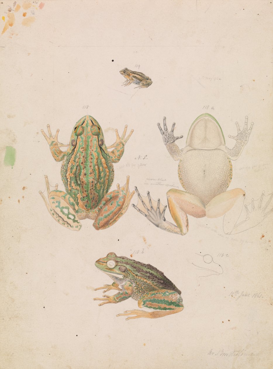 Knurrende græsfrø, Litoria raniformis af Arthur Bartholomew