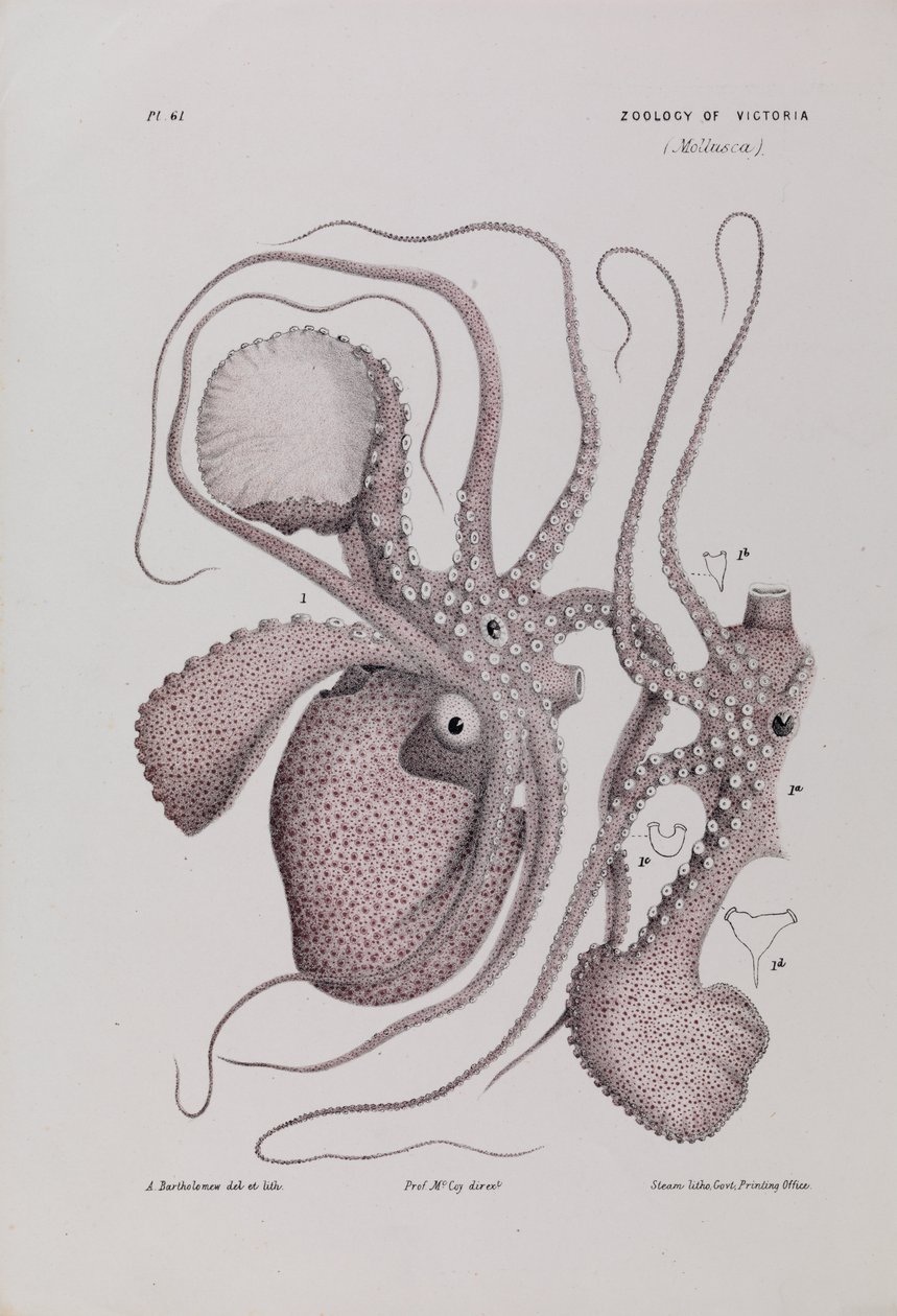 Papir Nautilus, Argonauta nodosa af Arthur Bartholomew