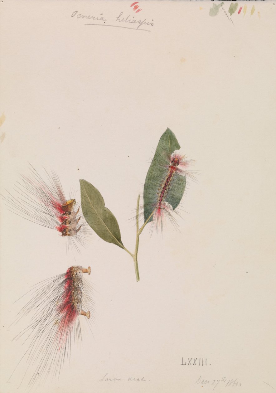 Rose Anthelid, Chenuala helispis af Arthur Bartholomew